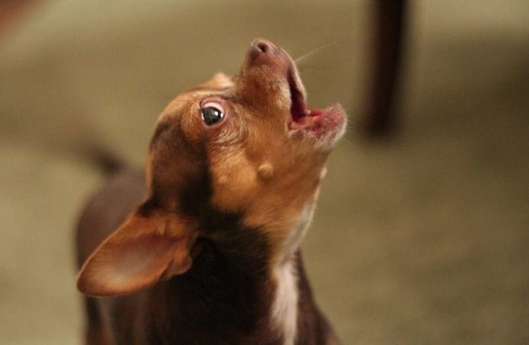 Кривава подія в Тернополі: жінка вбила собаку, викинувши її з вікна