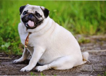 Жителька Тернопільщини хотіла придбати домашнього улюбленця, а втратила декілька тисяч гривнь