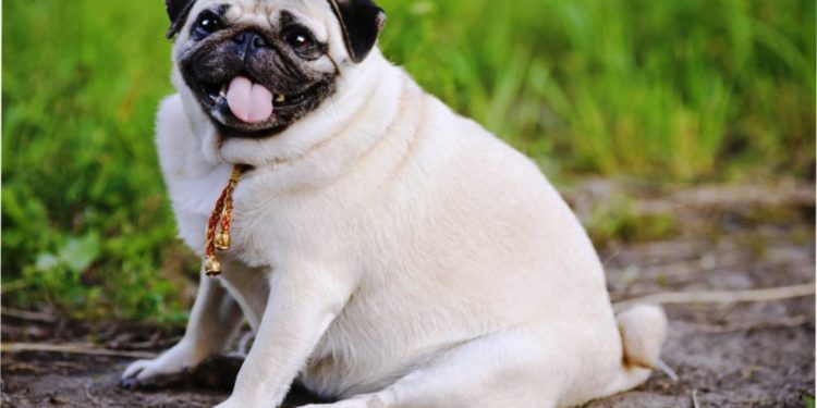 Жителька Тернопільщини хотіла придбати домашнього улюбленця, а втратила декілька тисяч гривнь