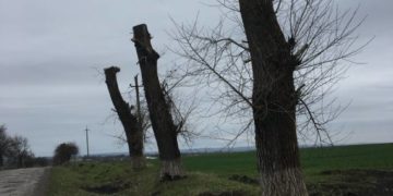 Державна екологічна інспекція виявила незаконну порізку дерев на Тернопільщині: збитків завдано на понад 800 тисяч гривень