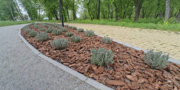 В громаді на Тернопільщині висадили понад двісті екзотичних рослин