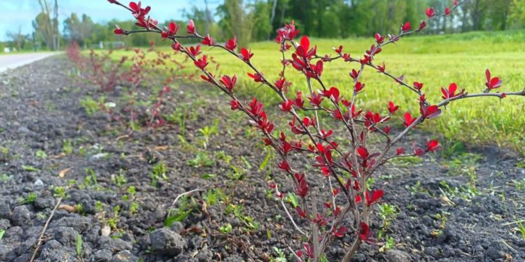 В громаді на Тернопільщині висадили понад двісті екзотичних рослин
