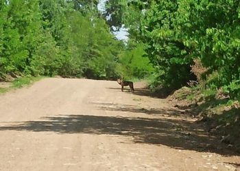 Жителі села на Тернопільщині зустріли небезпечного хижака