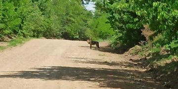 Жителі села на Тернопільщині зустріли небезпечного хижака