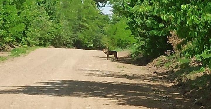 Жителі села на Тернопільщині зустріли небезпечного хижака