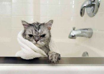 Частина міста обласного значення на Тернопільщині цілий день буде без водопостачання