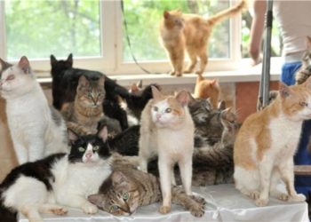 На Тернопільщині з орендованого помешкання виганяють переселенку