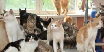 На Тернопільщині з орендованого помешкання виганяють переселенку