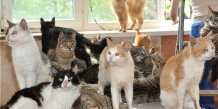 На Тернопільщині з орендованого помешкання виганяють переселенку