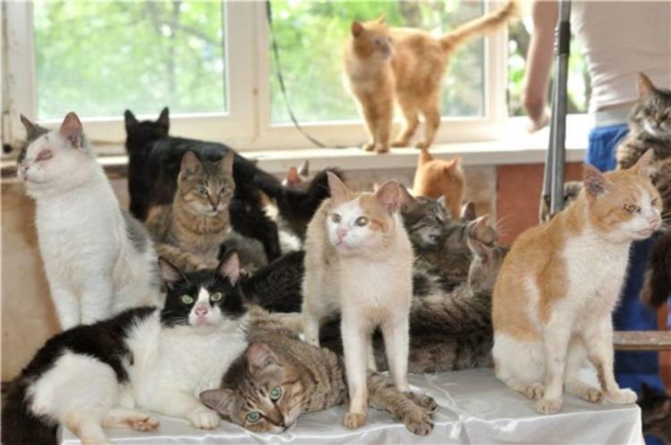 На Тернопільщині з орендованого помешкання виганяють переселенку