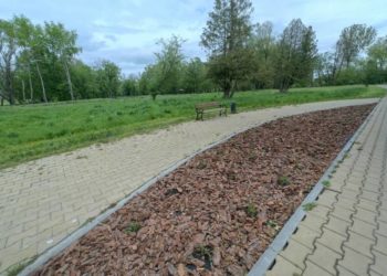 В громаді на Тернопільщині поламали екзотичні дерева, які висадили напередодні