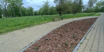 В громаді на Тернопільщині поламали екзотичні дерева, які висадили напередодні