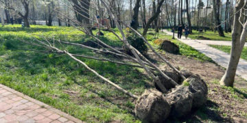 На бульварі Данила Галицького у Тернополі планують висадити 10 екзотичних дерев
