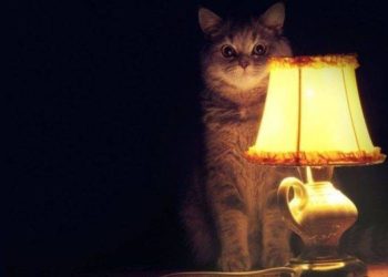 Протягом цілого тижня у Тернополі планово відключатимуть електропостачання