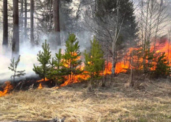 На Тернопільщині розпочались рейди поліції у лісах області
