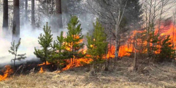 На Тернопільщині розпочались рейди поліції у лісах області