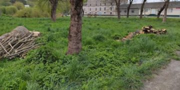 Чи покарають винних: на Тернопільщині вирізали парк на дрова