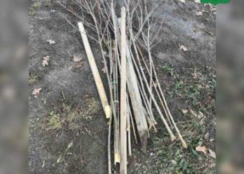 В громаді на Тернопільщині знайшли вандалів, які знищили алею сакур