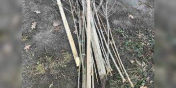 В громаді на Тернопільщині знайшли вандалів, які знищили алею сакур