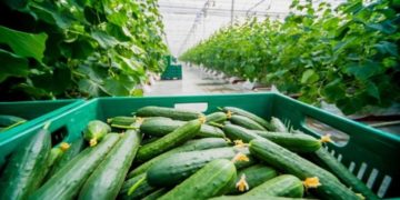 Шахраї викрали півтори тонни огірків: підприємець з Тернопільщини втратив майже 100 тисяч гривень