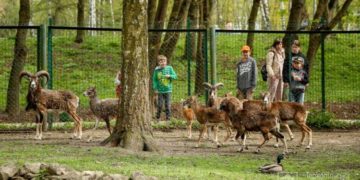 Зоокуток Тернополя продає тварин: скільки вартує віслюк та дві кози?