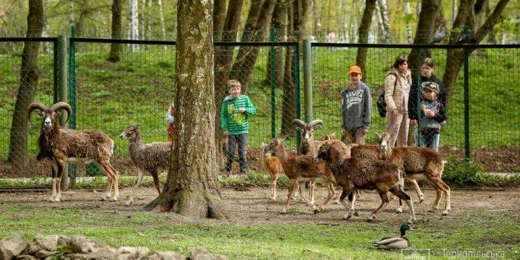 Зоокуток Тернополя продає тварин: скільки вартує віслюк та дві кози?