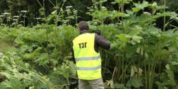 Тернополян просять остерігатися небезпечної рослини, яка масово поширюється в області