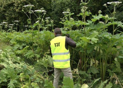 Тернополян просять остерігатися небезпечної рослини, яка масово поширюється в області