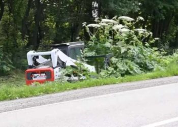 На Тернопільщині почали знищувати отруйну рослину