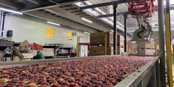 На збір овочів та фруктів «ГАДЗ Агро» залучить до 1800 людей