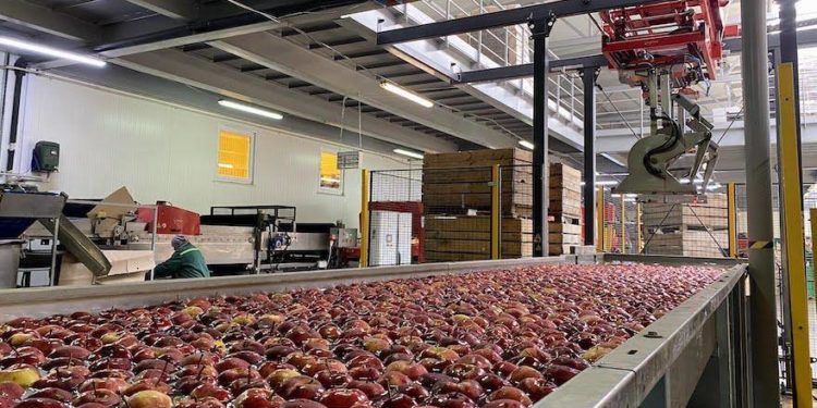 На збір овочів та фруктів «ГАДЗ Агро» залучить до 1800 людей