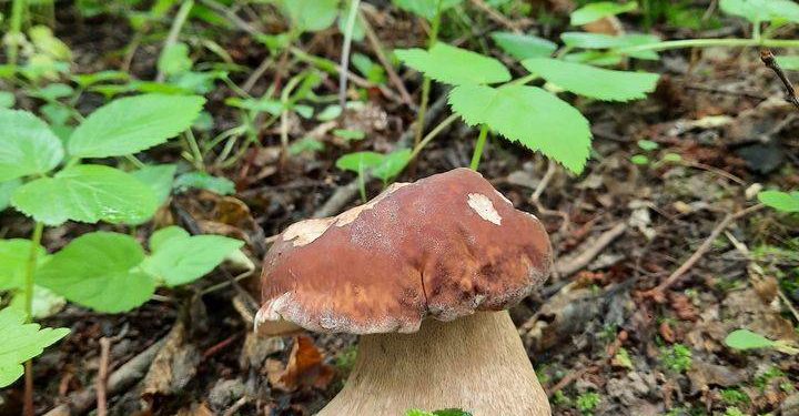 Перші врожаї боровиків: тернополяни активно діляться світлинами грибного “полювання”