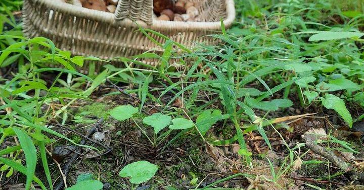 Перші врожаї боровиків: тернополяни активно діляться світлинами грибного “полювання”