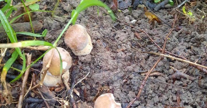 Перші врожаї боровиків: тернополяни активно діляться світлинами грибного “полювання”