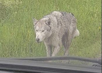 На одній з автодоріг Тернопільщини помітили небезпечного хижака