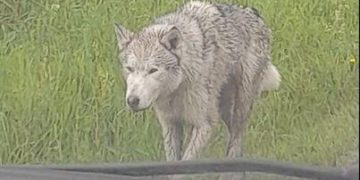 На одній з автодоріг Тернопільщини помітили небезпечного хижака