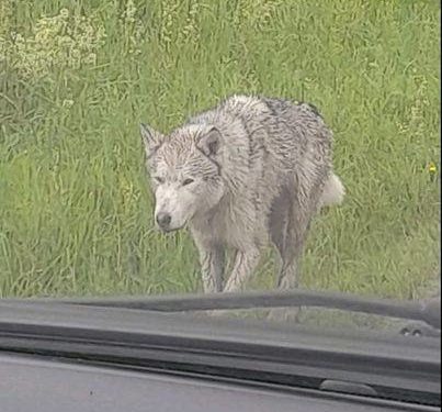На одній з автодоріг Тернопільщини помітили небезпечного хижака