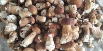 Перші врожаї боровиків: тернополяни активно діляться світлинами грибного “полювання”