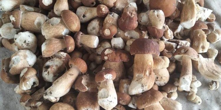 Перші врожаї боровиків: тернополяни активно діляться світлинами грибного “полювання”