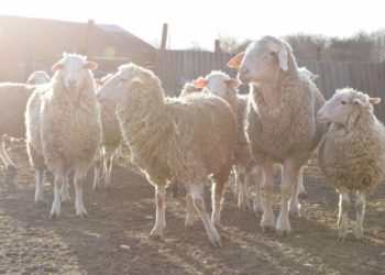 В громаді на Тернопільщині власникам свійських тварин виплачують грошову допомогу
