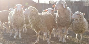 В громаді на Тернопільщині власникам свійських тварин виплачують грошову допомогу