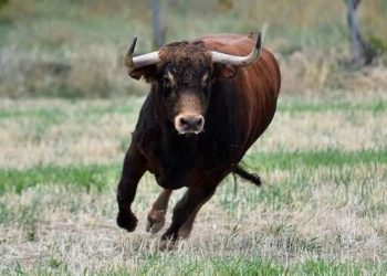 Забив до смерті: на Тернопільщині бик травмував господаря