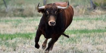 Забив до смерті: на Тернопільщині бик травмував господаря