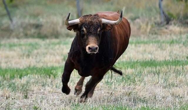 Забив до смерті: на Тернопільщині бик травмував господаря