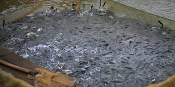 Незаконний лов риби в заповіднику: двоє жителів Тернопільщини отримали 400 тисяч гривень штрафу