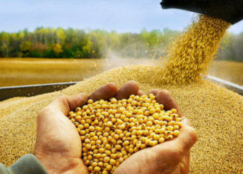 На Тернопільщині судитимуть двох аграріїв, які вкрали понад тисячу тонн сої