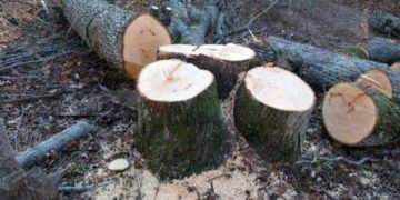 Правоохоронці Тернопільщини затримали двох чоловіків, які незаконно вирубували ліс