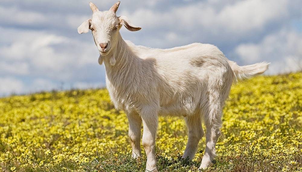 Тернопільська міська рада виставила на продаж тварин із зоокуточка в парку “Сопільче”