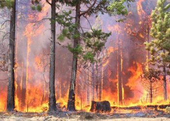 На Тернопільщині оголосили найвищий клас пожежної небезпеки