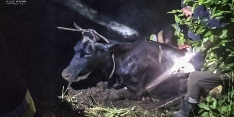 Рятувальники Тернопільщини спасли домашню тварину, яка потрапила в пастку